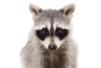 Jackson Hole Wildlife Removal Service - Raccoon