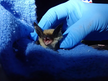 Jackson Hole Bat Removal